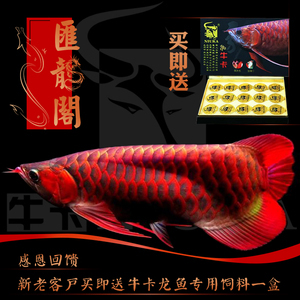 龍魚怎么喂長的好看又好養呢：龍魚喂養，兼顧美觀與健康的悉心之道