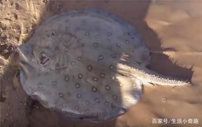 魟魚(yú)背部塌陷：魟魚(yú)背部塌陷可能是由于多種原因引起的 魟魚(yú)背部塌陷：魟魚(yú)背部塌陷可能是由于多種原因引起的 魟魚(yú)百科 第1張