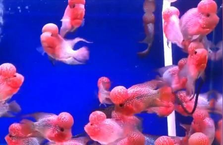 羅漢魚混養注意事項，羅漢魚混養時需要注意以下幾點：確保魚缸的水質穩定