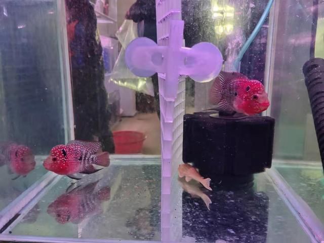 羅漢魚混養注意事項，羅漢魚混養時需要注意以下幾點：確保魚缸的水質穩定