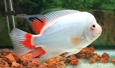 羅漢魚混養注意事項，羅漢魚混養時需要注意以下幾點：確保魚缸的水質穩定