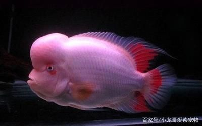 羅漢魚混養注意事項，羅漢魚混養時需要注意以下幾點：確保魚缸的水質穩定