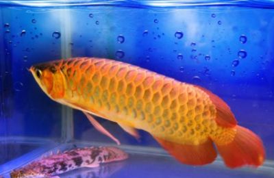 金龍魚吃活魚都在啥時(shí)候吃