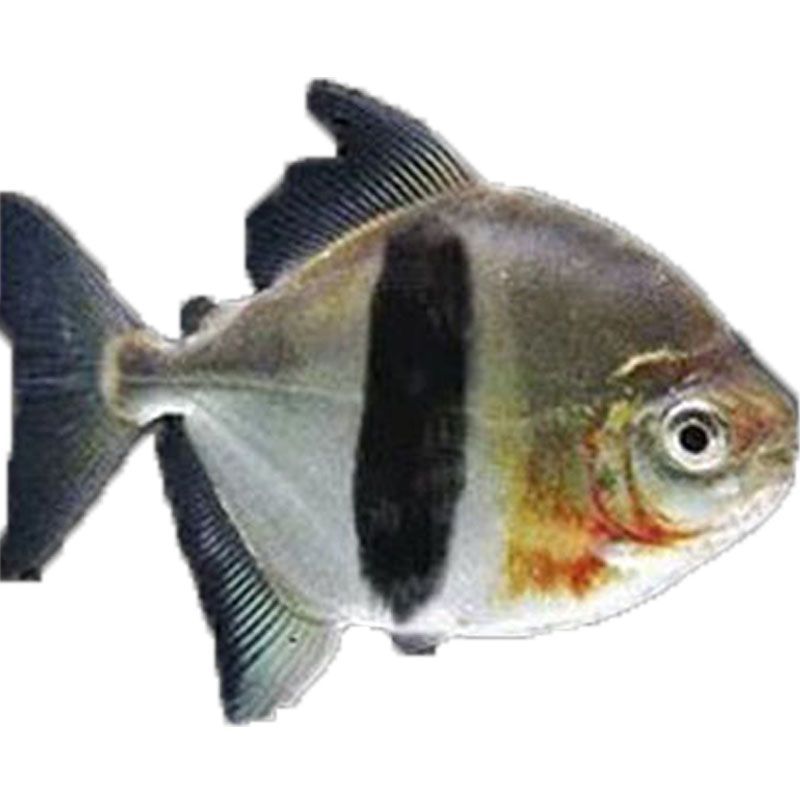 虎紋銀板魚季節(jié)性價格變化，虎紋銀板魚季節(jié)性價格變化是一個值得關注的問題