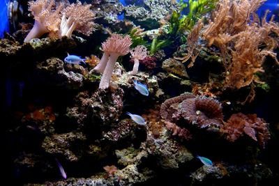 財魚鸚鵡魚、紅尾鯰魚、地圖魚混養，招財魚鸚鵡地圖混養比例，地圖魚、招財魚、地圖魚、鸚鵡魚的混養方式