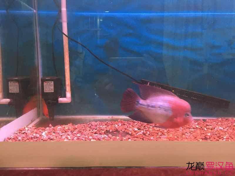 更新幻彩7個月整各位大神評評價
