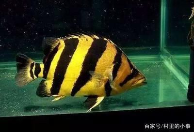 泰國虎魚幼魚期喂養技巧，泰國虎魚幼魚喂養技巧 泰國虎魚幼魚期喂養技巧，泰國虎魚幼魚喂養技巧 虎魚百科 第3張