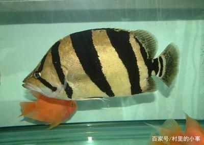 泰國虎魚幼魚期喂養技巧，泰國虎魚幼魚喂養技巧 泰國虎魚幼魚期喂養技巧，泰國虎魚幼魚喂養技巧 虎魚百科 第5張