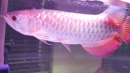 龍魚的選擇和鑒賞有哪些方面的要求 龍魚的選擇和鑒賞有哪些方面的要求 龍魚百科 第1張