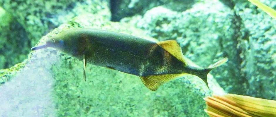 象鼻魚電場(chǎng)感知的進(jìn)化歷程，象鼻魚電場(chǎng)感知與捕食策略象鼻魚電場(chǎng)感知與捕食策略