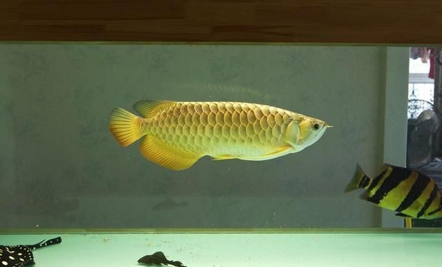 龍魚魚缸ph水質正常值范圍是多少啊，龍魚魚缸ph值6.5-7.5之間的水質條件