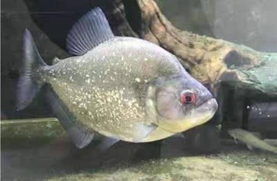 蘇虎魚適宜的水質(zhì)參數(shù)，蘇虎魚適宜的水質(zhì)參數(shù)包括ph值在5到8.5之間