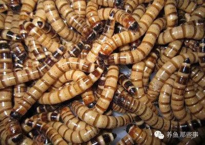 魟魚寄生蟲癥狀有哪些表現(xiàn)：魟魚寄生蟲疾病是影響魟魚健康的重要因素之一