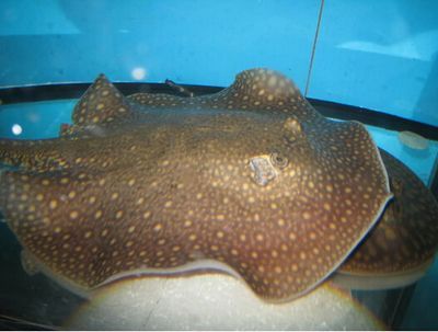 魟魚寄生蟲癥狀有哪些表現：魟魚寄生蟲疾病是影響魟魚健康的重要因素之一