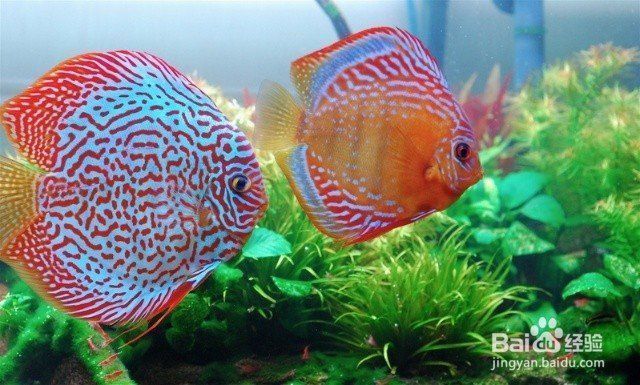 烏龍魚的營養價值，烏龍魚是什么樣子的魚？
