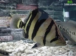 泰國虎魚繁殖期如何控制水溫，泰國虎魚繁殖期水質管理技巧虎魚繁殖期飼料選擇指南 泰國虎魚繁殖期如何控制水溫，泰國虎魚繁殖期水質管理技巧虎魚繁殖期飼料選擇指南 虎魚百科 第1張