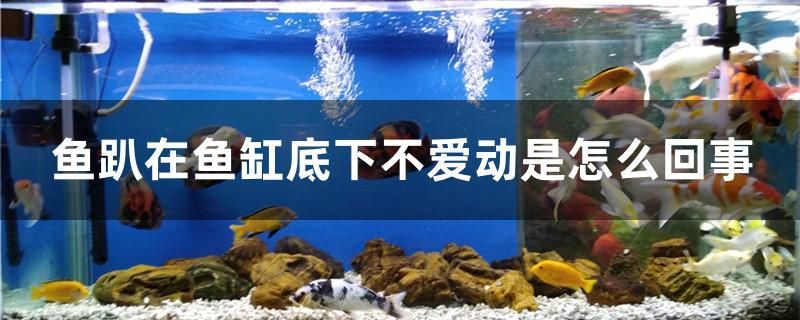 魚趴在魚缸底下不愛動是怎么回事