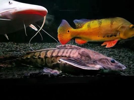鐵甲武士魚適宜混養(yǎng)的魚種有哪些？，鐵甲武士魚和龍魚混養(yǎng)的注意事項(xiàng)