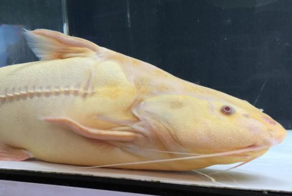 鐵甲武士魚適宜混養(yǎng)的魚種有哪些？，鐵甲武士魚和龍魚混養(yǎng)的注意事項(xiàng)