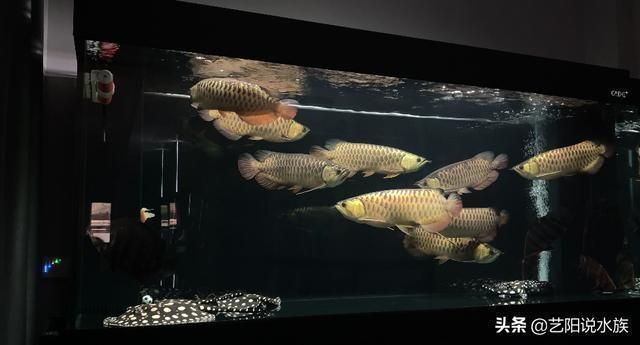 觀賞魚混養搭配技巧，關于觀賞魚混養搭配的技巧
