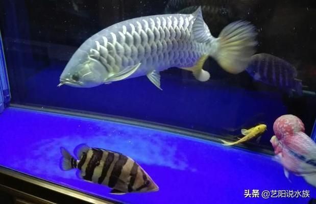 觀賞魚混養搭配技巧，關于觀賞魚混養搭配的技巧