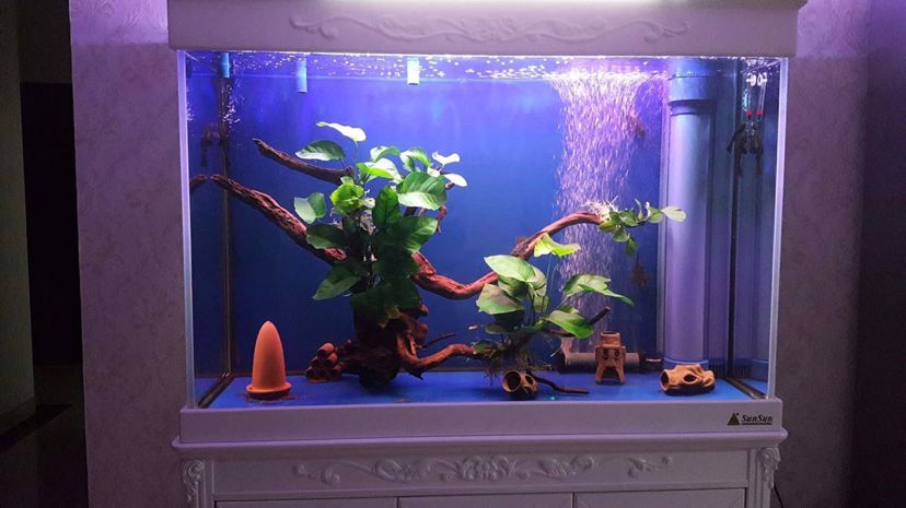 龍魚缸簡單造景怎么做的，龍魚缸造景不僅能美化魚缸還能為龍魚提供一個舒適的生活環境