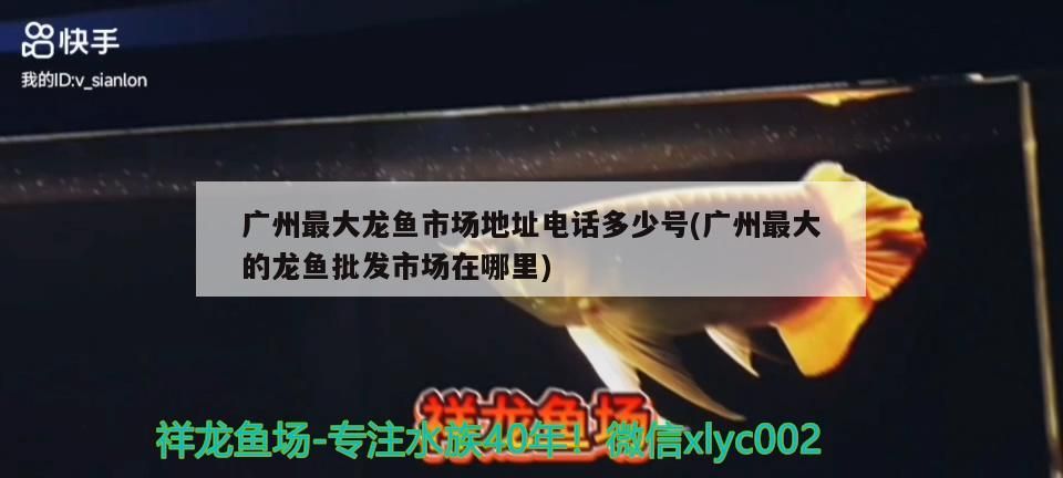 印尼紅龍魚好養嗎怎么養活的視頻(印尼紅龍魚好養嗎怎么養活的視頻教程)