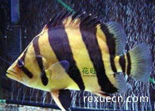 虎魚(yú)活餌與人工飼料比例，虎魚(yú)活餌與人工飼料的比例