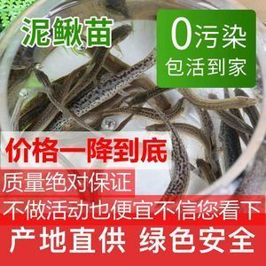 虎魚(yú)活餌與人工飼料比例，虎魚(yú)活餌與人工飼料的比例