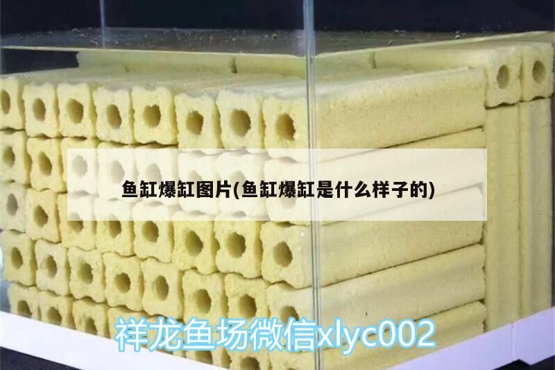 2厘米龍魚幼苗多久換一次水？，2厘米龍魚幼苗換水記錄表，幫你跟蹤每次換水時間、水量和水質變化 2厘米龍魚幼苗多久換一次水？，2厘米龍魚幼苗換水記錄表，幫你跟蹤每次換水時間、水量和水質變化 龍魚百科 第1張