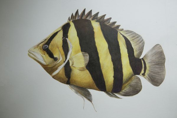 泰國虎魚繁殖飼料安全性評估，泰國虎魚繁殖飼料安全性分析