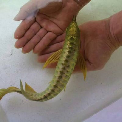 龍魚缸什么牌子最好最實惠，閩江水族箱,博宇集團龍魚缸材質對比龍魚缸材質對比