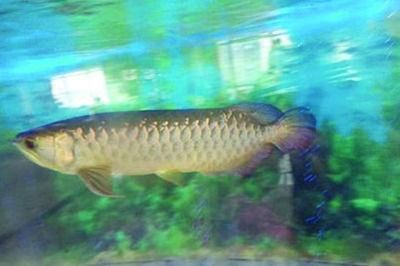 金龍魚(yú)總往魚(yú)缸下面游，為什么金龍魚(yú)總是往魚(yú)缸下面游 金龍魚(yú)總往魚(yú)缸下面游，為什么金龍魚(yú)總是往魚(yú)缸下面游 魚(yú)缸百科 第3張