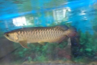 金龍魚(yú)總往魚(yú)缸下面游，為什么金龍魚(yú)總是往魚(yú)缸下面游 金龍魚(yú)總往魚(yú)缸下面游，為什么金龍魚(yú)總是往魚(yú)缸下面游 魚(yú)缸百科 第4張