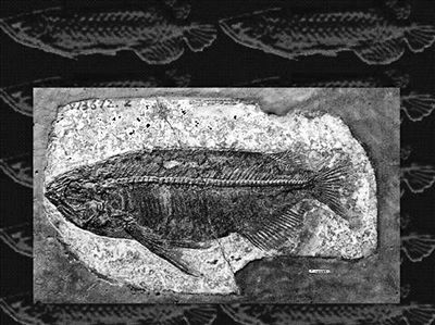 金龍魚(yú)總往魚(yú)缸下面游，為什么金龍魚(yú)總是往魚(yú)缸下面游 金龍魚(yú)總往魚(yú)缸下面游，為什么金龍魚(yú)總是往魚(yú)缸下面游 魚(yú)缸百科 第6張