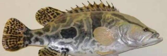 泰國(guó)虎魚(yú)文化價(jià)值探究，關(guān)于泰國(guó)虎魚(yú)文化價(jià)值的詳細(xì)探究泰國(guó)虎魚(yú)文化價(jià)值的詳細(xì)探究
