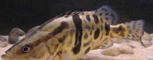 泰國(guó)虎魚(yú)文化價(jià)值探究，關(guān)于泰國(guó)虎魚(yú)文化價(jià)值的詳細(xì)探究泰國(guó)虎魚(yú)文化價(jià)值的詳細(xì)探究