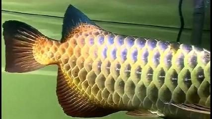 龍魚配虎魚和魟魚：虎魚和魟魚可以與龍魚混養，但需要注意以下幾點
