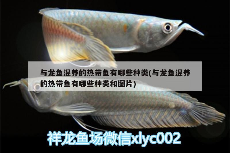 與龍魚混養的熱帶魚有哪些種類(與龍魚混養的熱帶魚有哪些種類和圖片) 與龍魚混養的熱帶魚有哪些種類(與龍魚混養的熱帶魚有哪些種類和圖片) 虎魚百科 第2張