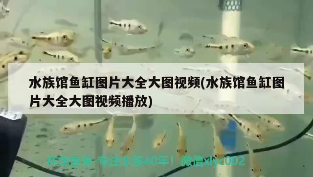 歐博龍魚缸怎么樣好用嗎知乎，歐博龍魚缸優缺點