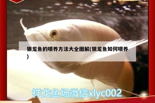 鎮(zhèn)江金龍魚(yú)產(chǎn)業(yè)城地址在哪里：探尋鎮(zhèn)江金龍魚(yú)產(chǎn)業(yè)城，地址背后的產(chǎn)業(yè)傳奇與區(qū)域影響