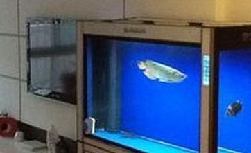 如何維護魚缸內的生態平衡，維護魚缸內的生態平衡 如何維護魚缸內的生態平衡，維護魚缸內的生態平衡 虎魚百科 第2張