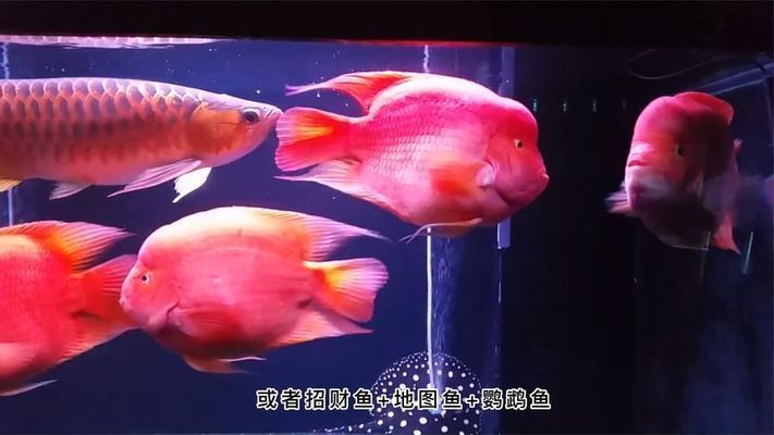 鸚鵡魚混養的最佳伴侶，鸚鵡魚混養的最佳伴侶包括哪些魚類與鸚鵡魚一起生活 鸚鵡魚混養的最佳伴侶，鸚鵡魚混養的最佳伴侶包括哪些魚類與鸚鵡魚一起生活 虎魚百科 第1張