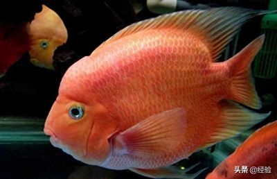 鸚鵡魚混養的最佳伴侶，鸚鵡魚混養的最佳伴侶包括哪些魚類與鸚鵡魚一起生活 鸚鵡魚混養的最佳伴侶，鸚鵡魚混養的最佳伴侶包括哪些魚類與鸚鵡魚一起生活 虎魚百科 第3張