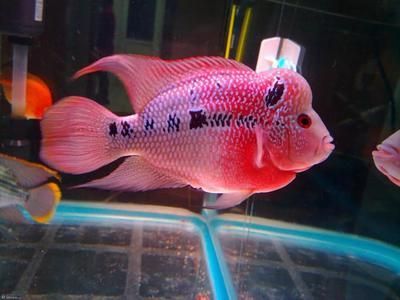 鸚鵡魚混養的最佳伴侶，鸚鵡魚混養的最佳伴侶包括哪些魚類與鸚鵡魚一起生活 鸚鵡魚混養的最佳伴侶，鸚鵡魚混養的最佳伴侶包括哪些魚類與鸚鵡魚一起生活 虎魚百科 第5張
