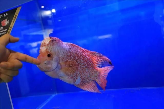 鸚鵡魚混養的最佳伴侶，鸚鵡魚混養的最佳伴侶包括哪些魚類與鸚鵡魚一起生活 鸚鵡魚混養的最佳伴侶，鸚鵡魚混養的最佳伴侶包括哪些魚類與鸚鵡魚一起生活 虎魚百科 第7張