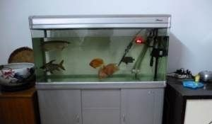 虎魚魚缸照明避免過度光照方法，濾光魚缸的照明與安裝方法 虎魚魚缸照明避免過度光照方法，濾光魚缸的照明與安裝方法 虎魚百科 第4張