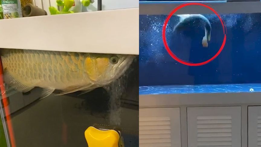 金龍魚總在魚缸角落里亂竄，金龍魚在魚缸角落里亂竄可能由多種因素引起，飼養者應注意