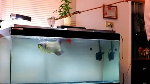 金龍魚總在魚缸角落里亂竄，金龍魚在魚缸角落里亂竄可能由多種因素引起，飼養者應注意