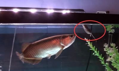 金龍魚總在魚缸角落里亂竄，金龍魚在魚缸角落里亂竄可能由多種因素引起，飼養者應注意